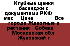 Клубные щенки басенджи с документами РКФ - 2,5 мес. › Цена ­ 20 000 - Все города Животные и растения » Собаки   . Московская обл.,Жуковский г.